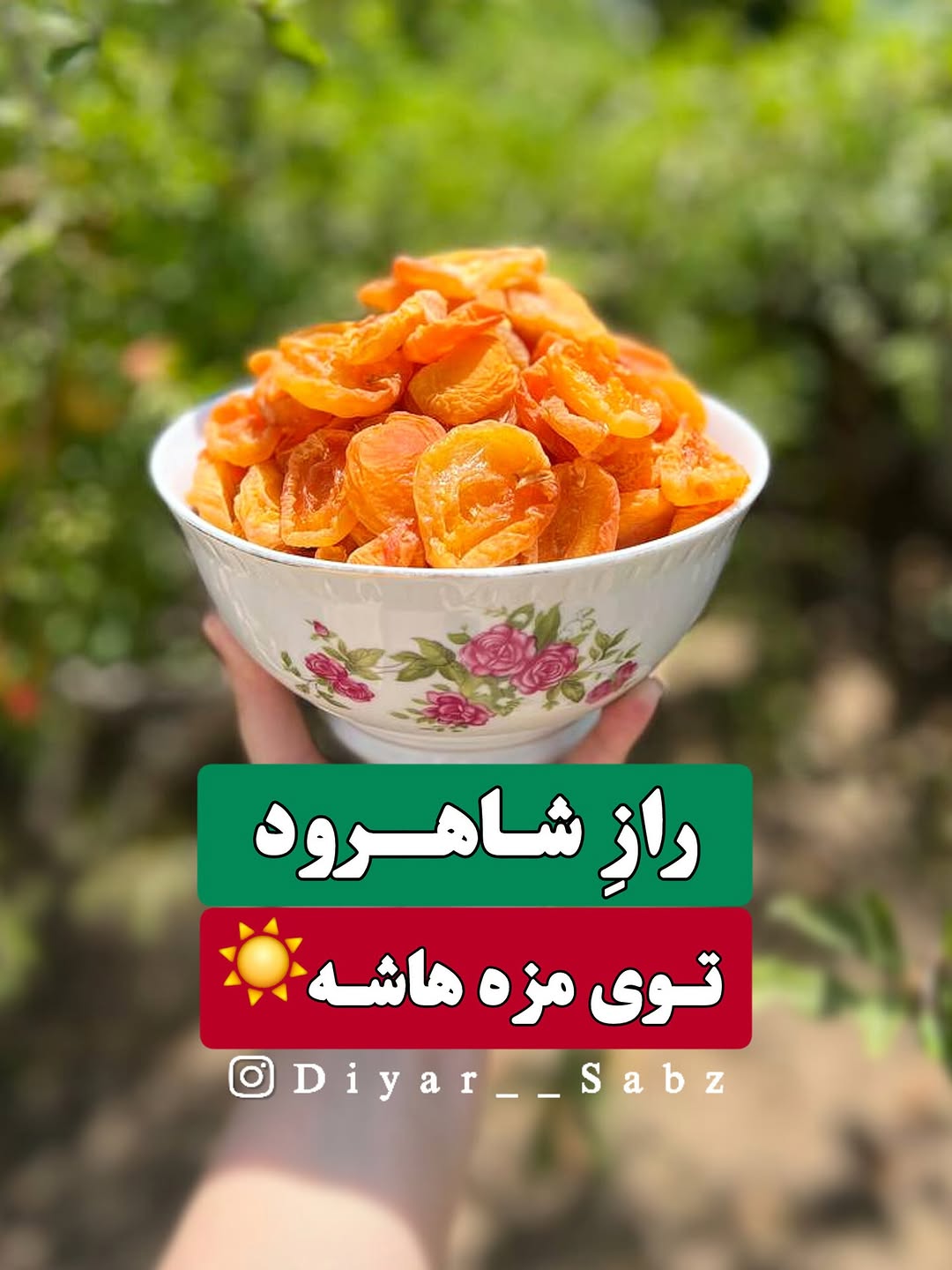 برگه زردآلو شاهرود دیار سبز